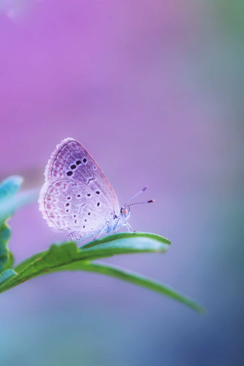 Ein lilafarbener Schmetterling sitzt auf einem Grashalm vor einem lila Hintergrund.