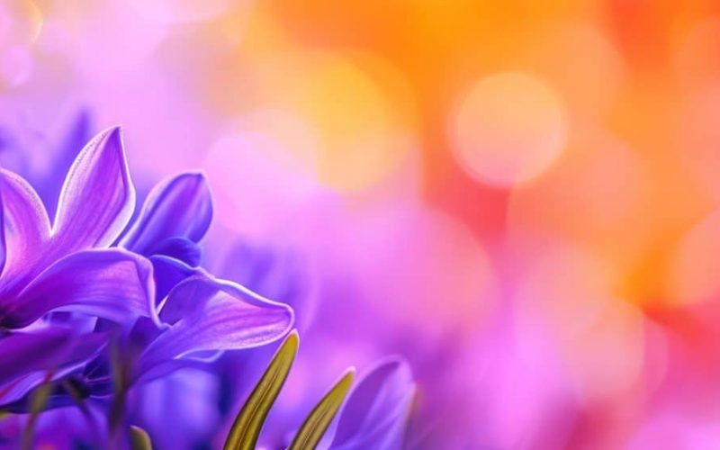 Lila blühende Blumen im Frühling mit Lichtreflexen.