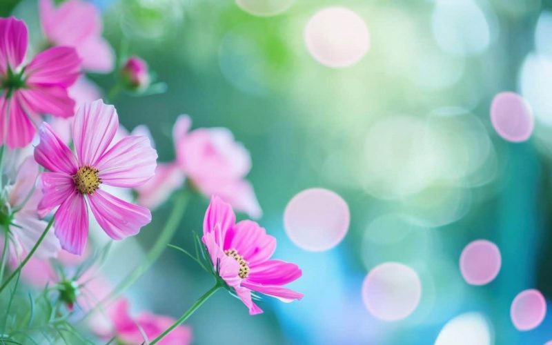 spring natural floral easter background.